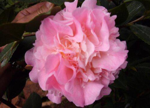 茶花香妃的开花数量与生长环境的关系是什么?