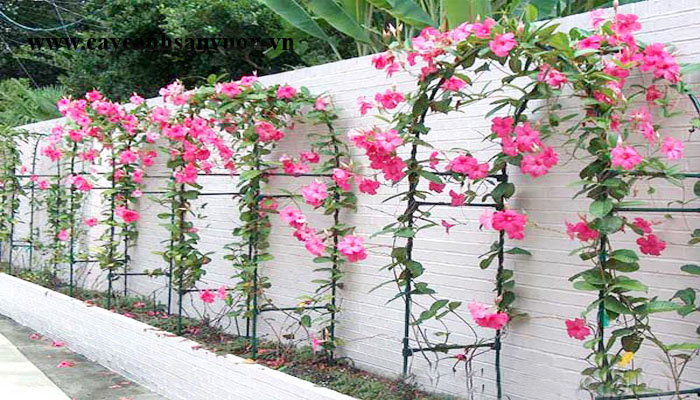 种植玫瑰的技术并不复杂,但如果想要让玫瑰爬上墙壁,需要采取一些特定的技术和策略。在这篇文章中,我将为您提供一些有关种植玫瑰和让它们爬墙的技术和策略,希望对您有所帮助。