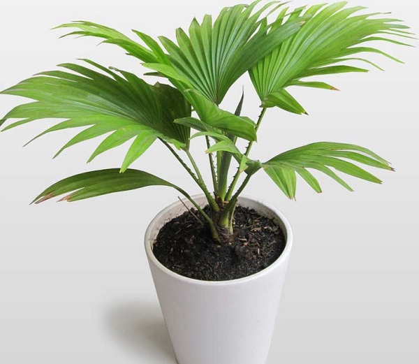 水培白掌开花的促进方法