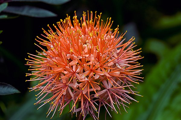 随着社会的发展,人们越来越注重道歉的方式与方式。送上一束鲜花,不仅是一种礼物,更是一种道歉方式。因为它不仅代表了一份心意,也可传达出不同的情感和意义。下面我将推荐几种适合的鲜花,并解释它们背后的含义