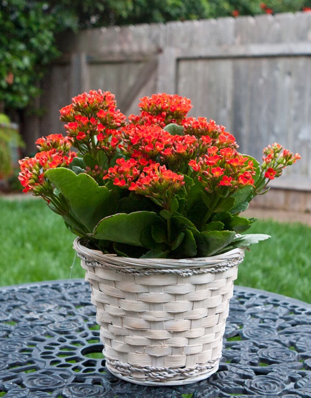 长寿花的寿命有多久？