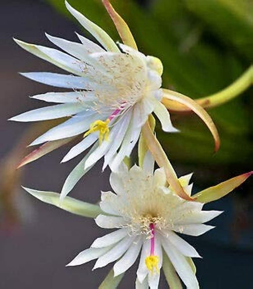 昙花是一种美丽的花卉，通常在夏季开放，吸引了无数人的注意。但是，有些人可能好奇，这种花朵是否可口？本文将探究昙花是否可食