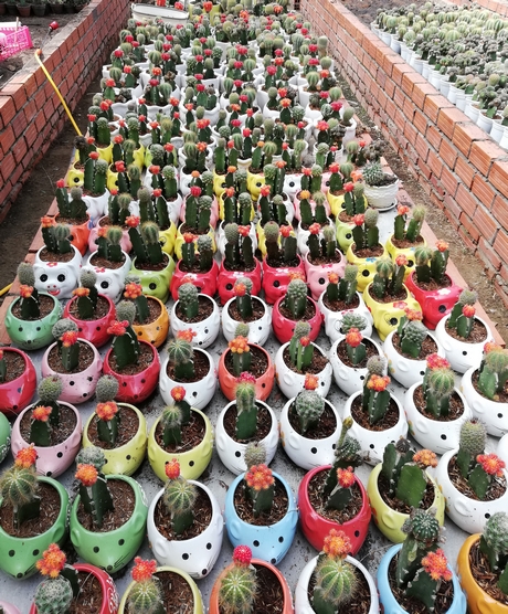 bet365365体育
是指那些具有多汁、肥厚叶子的植物,目前在全球范围内受到了广泛的关注和喜爱。这些植物因为其独特的外观和极易养护的特点,成为了许多园艺爱好者的最爱。