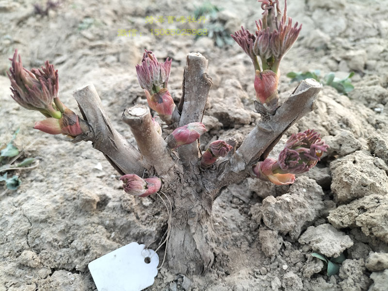 牡丹花刚出牙（芽）的样子图片