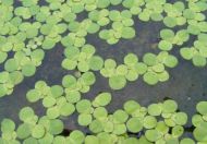 油点百合如何浇水